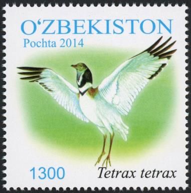 Little Bustard (Tetrax tetrax)