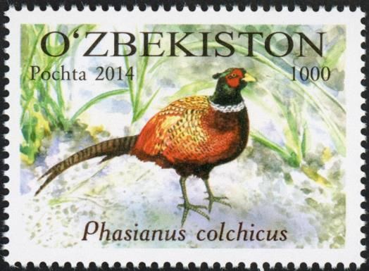 Common Pheasant (Phasianius colchicus)