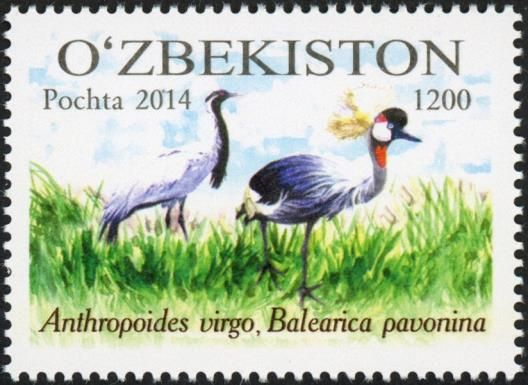 Demoiselle Crane (Anthropoides virgo)