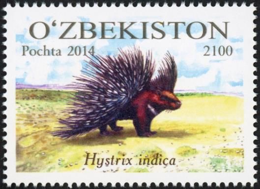 Indian Crested Porcupine (Hystrix indica)