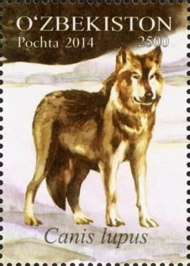 Wolf (Canis lupus)