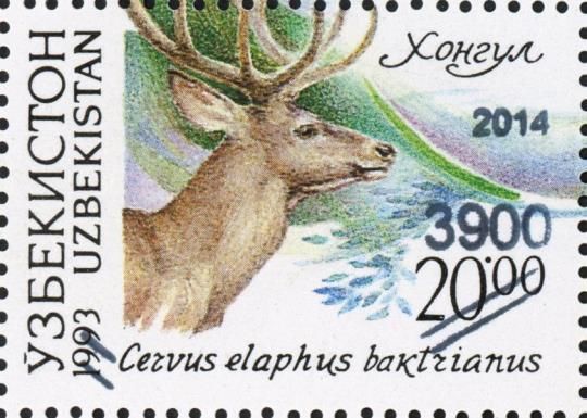 Red Deer (Cervus elaphus) - Surch and Opt