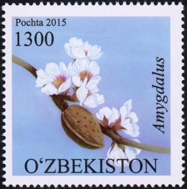 Almond Blossom (Amygdalus)