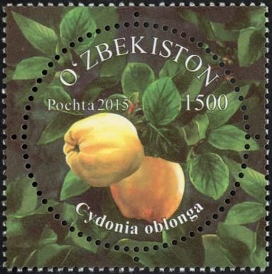 Quince (Cydonia oblonga)