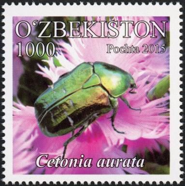 Rose Chafer (Cetonia aurata)