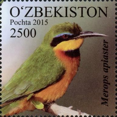 Little Bee-eater (Merops pusillus)