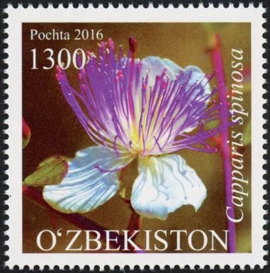 Capparis spinosa