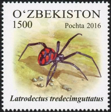 European Black Widow (Latrodectus tredecimguttatus)