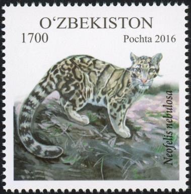 Clouded Leopard (Neofelis nebulosa)