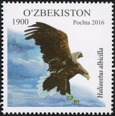 White-tailed Sea-eagle (Haliaeetus albicilla)