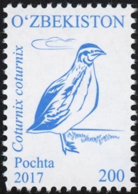 Common Quail (Coturnix coturnix)
