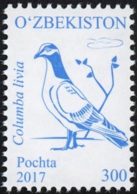 Rock Dove (Columba livia)