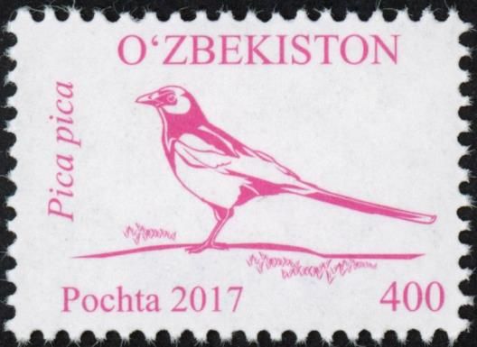 Eurasian Magpie (Pica pica)