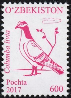 Rock Dove (Columba livia)