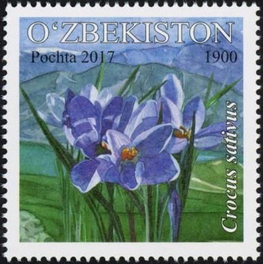 Crocus sativus