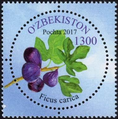 Figs (Ficus carica)
