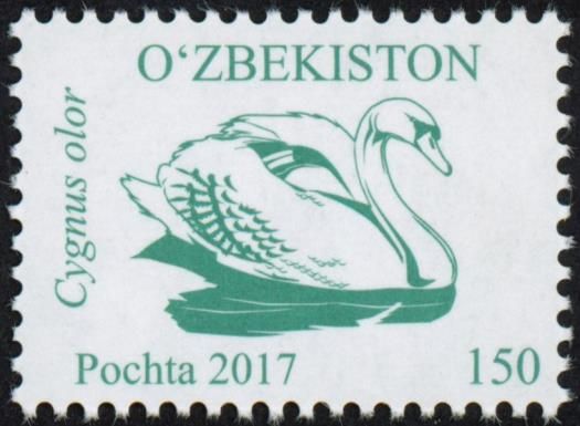 Mute Swan (Cygnus olor)