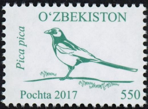 Eurasian Magpie (Pica pica)