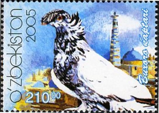 Bukhara Kaptari (Columba livia forma domestica)