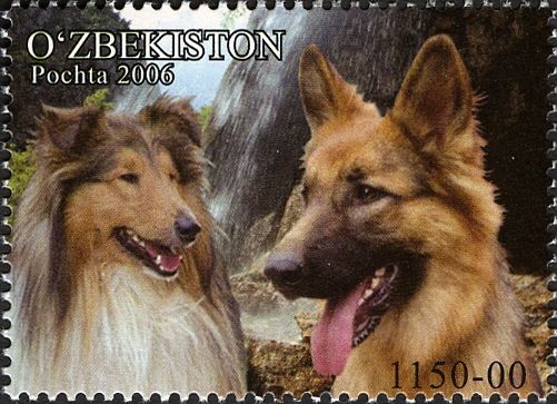 Collie and German Shepherd (Canis lupus familiaris)
