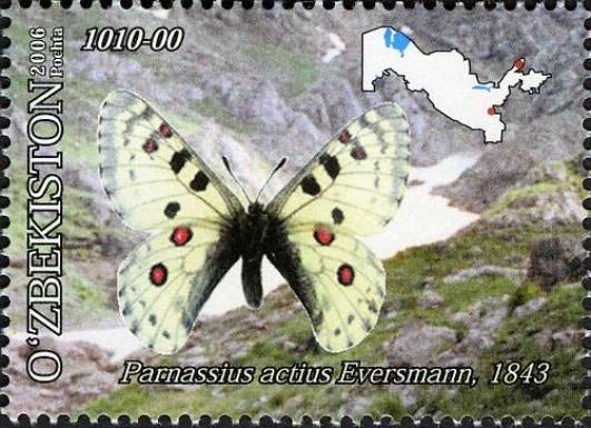 Apollo Butterfly (Parnassius actius)