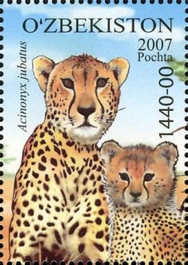 Cheetah (Acinonyx jubatus)