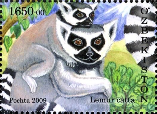 Ring-tailed Lemur (Lemur catta)