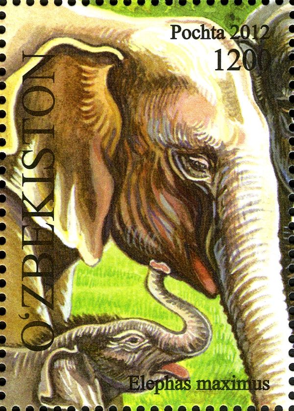 Asian Elephant (Elephas maximus)