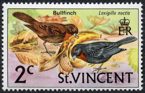 Lesser Antillean Bullfinch (Loxigilla noctis)