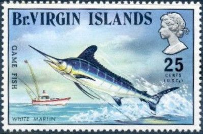 White Marlin (Kajikia albida)