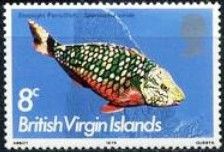 Stoplight Parrotfish (Sparisoma viride)