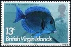 Blue Tang (Acanthurus coeruleus)