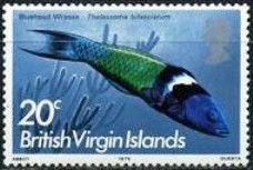 Bluehead Wrasse (Thalassoma bifasciatum)