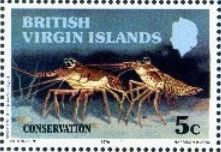 Caribbean Spiny Lobster (Panulirus argus)