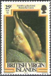 Rooster Tail Conch (Strombus gallus)