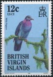 Wild Pigeon (Columba squamosa)