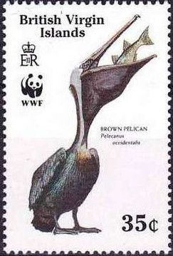 Brown Pelican (Pelecanus occidentalis) Swallowing Fish