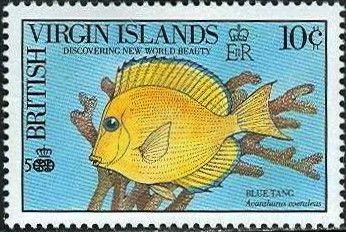 Blue Tang (Acanthurus coeruleus)