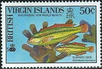 Slippery Dick (Halichoeres bivittatus)