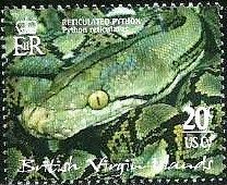 Reticulated Python (Python reticulatus)