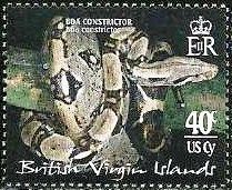 Boa Constrictor