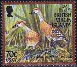 Two West Indian Whistling Ducks (Dendrocygna arborea)