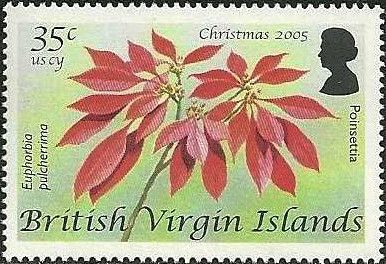 Poinsettia