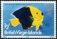 Rock Beauty Angelfish (Holacanthus tricolor)