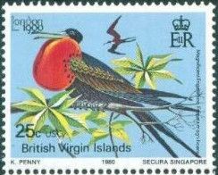 Magnificent Frigatebird (Fregata magnificens)