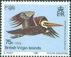 Brown Pelican (Pelecanus occidentalis)