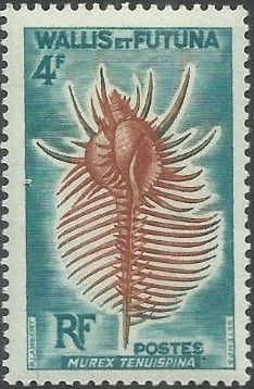 Venus Comb Murex (Murex tenuispina)