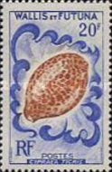 Giant Tiger Cowrie (Cypraea tigris)