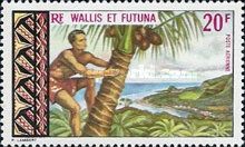 Harvesting Coconuts