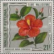 Hibiscus rosa sinensis